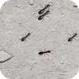 Squash These Ants 2
